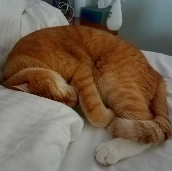 A cat snuggled up in a hotel bed.