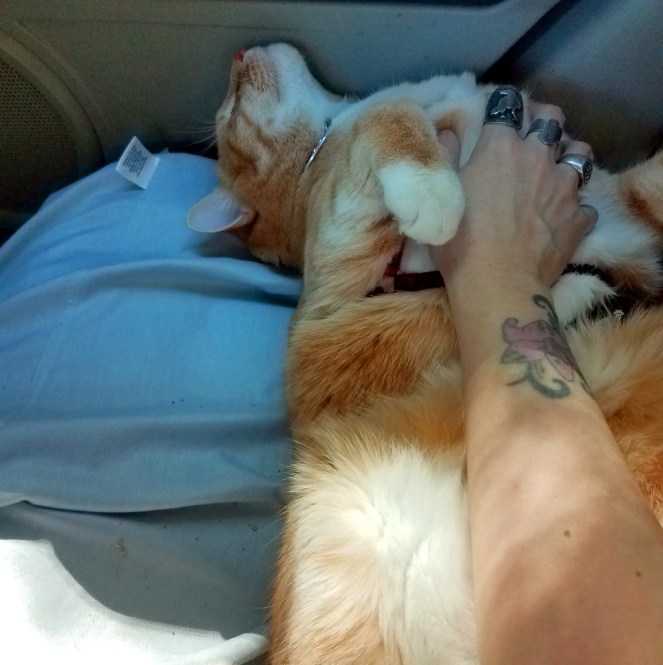 Cat relaxing in a car harness.