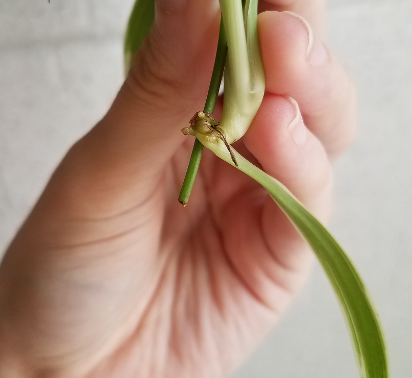 Close-up of spider plant pup root nodes.