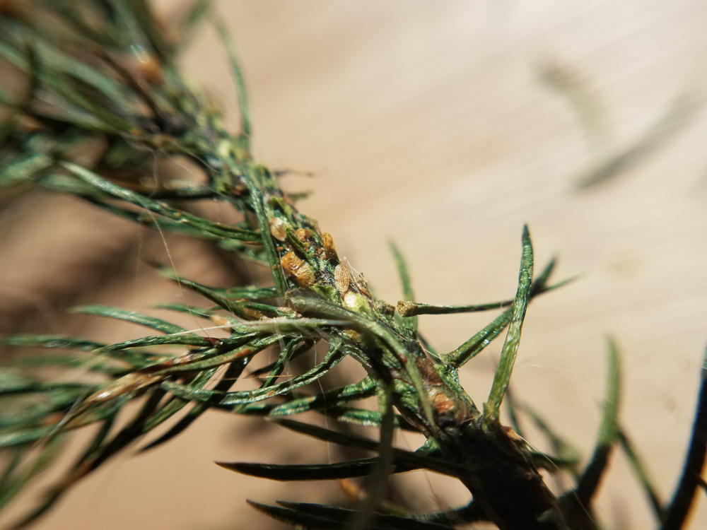 Close up of scale insects.