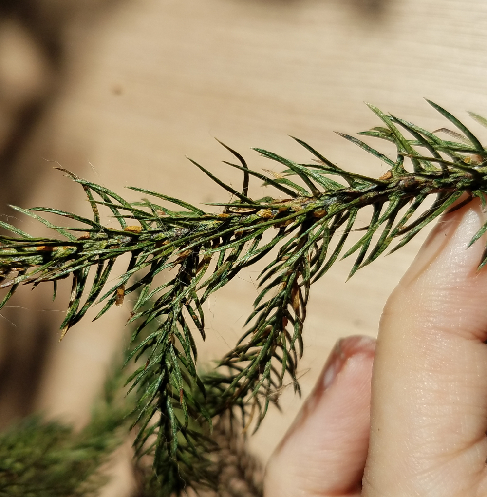 Scale insects on a Norfolk pine twig.