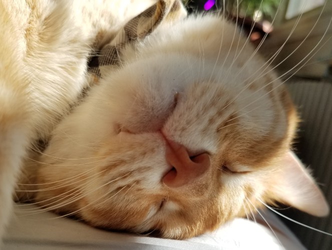 A fangy-toothed cat sleeping upside down.
