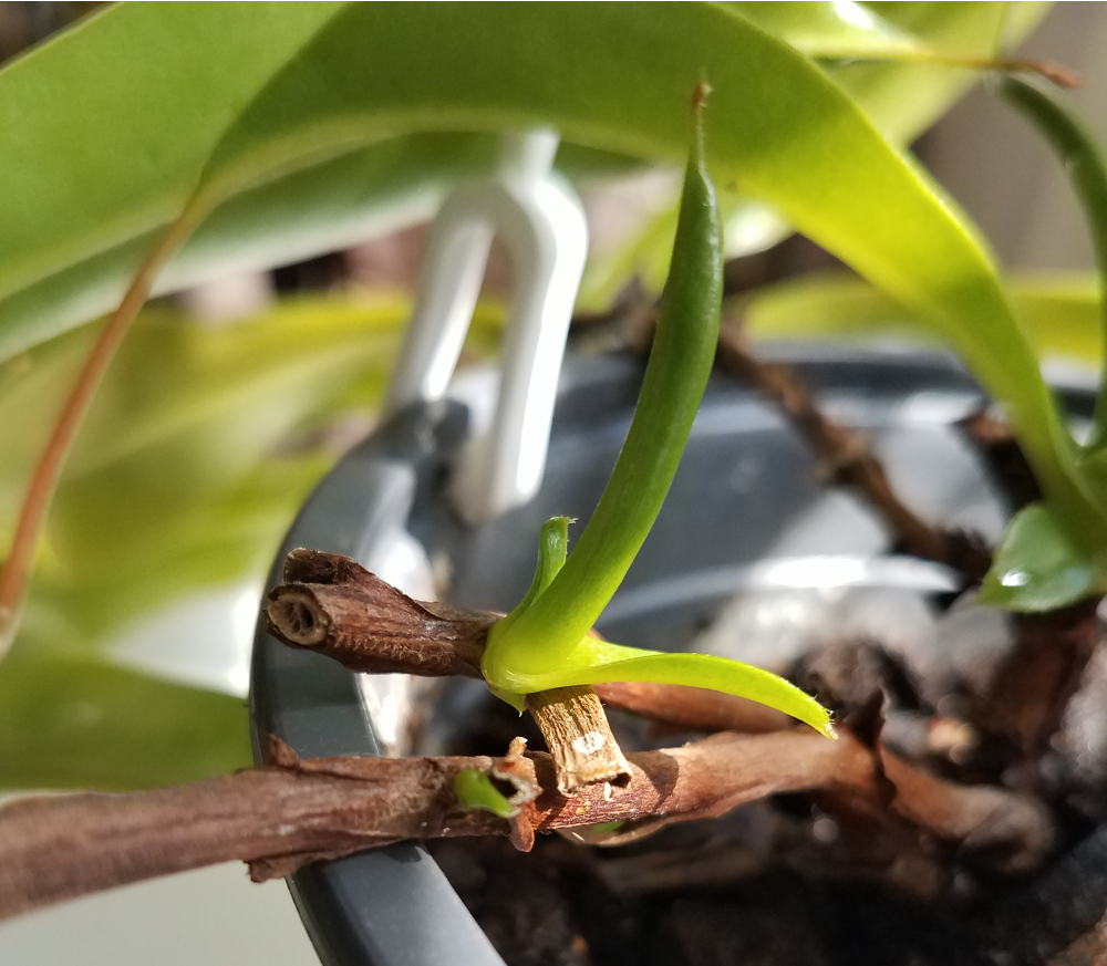 A nepenthes stem with new, green shoots.