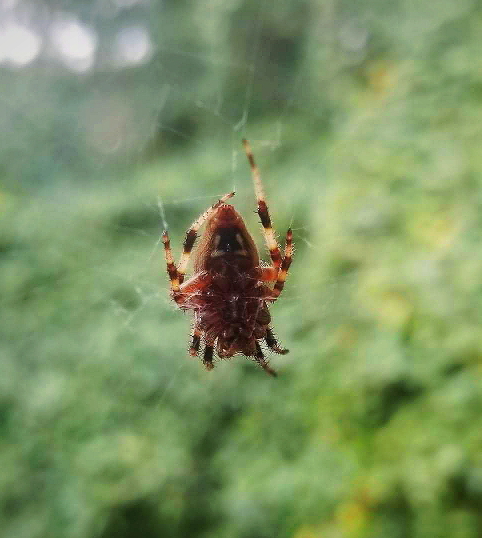 Rigoberta, the orb weaver.