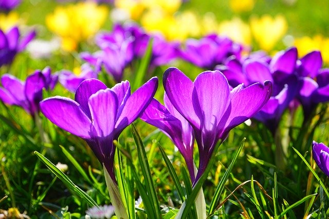 crocus-318293_640
