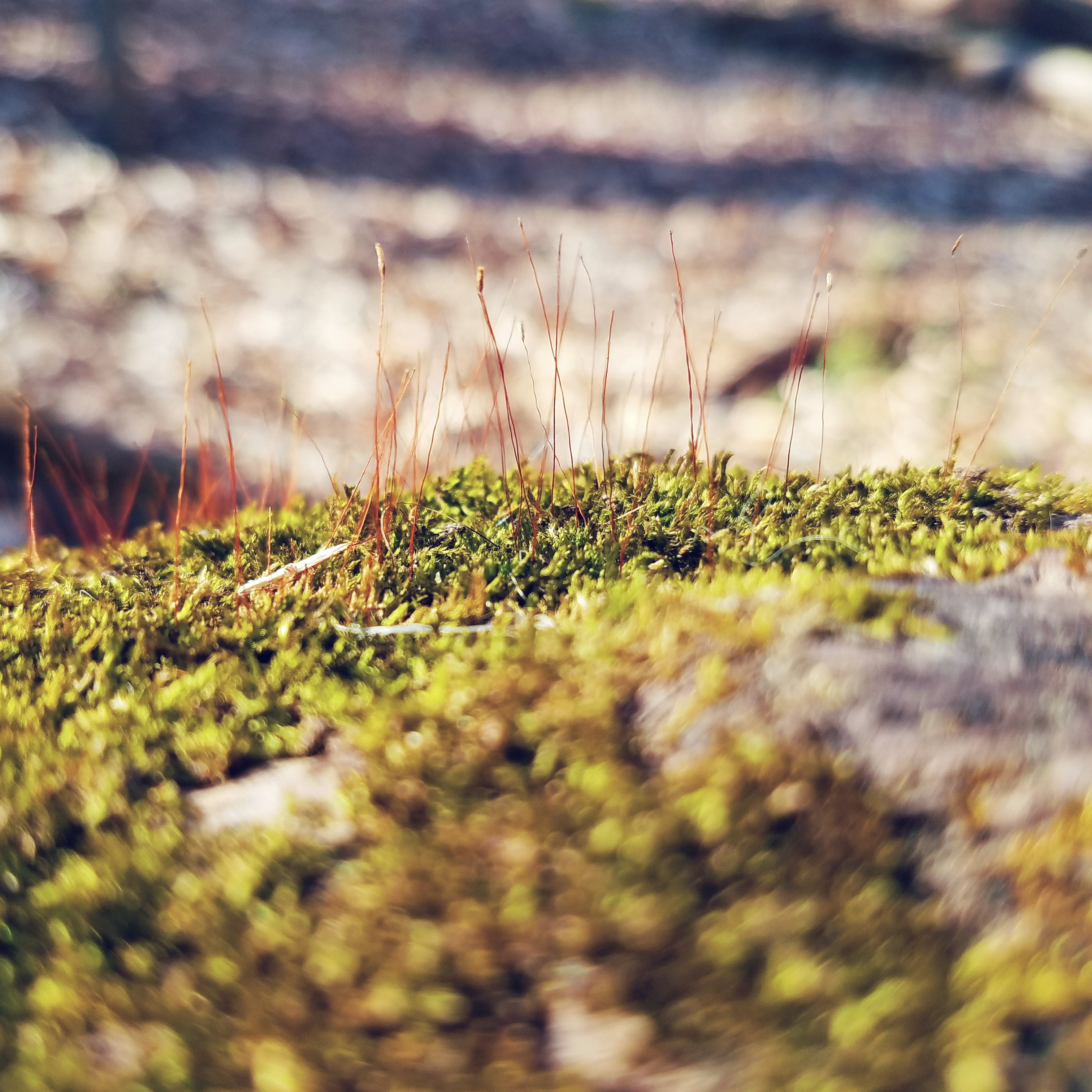 Processed with VSCO with  preset