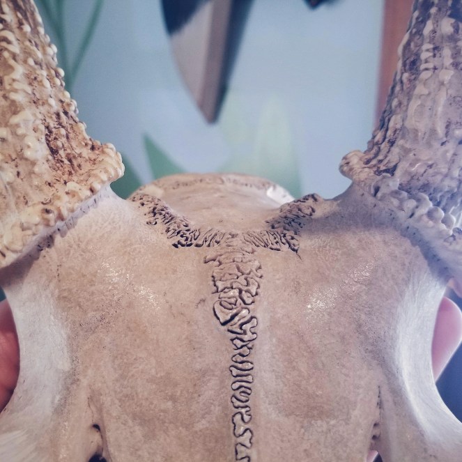 Cranial sutures in a deer skull.