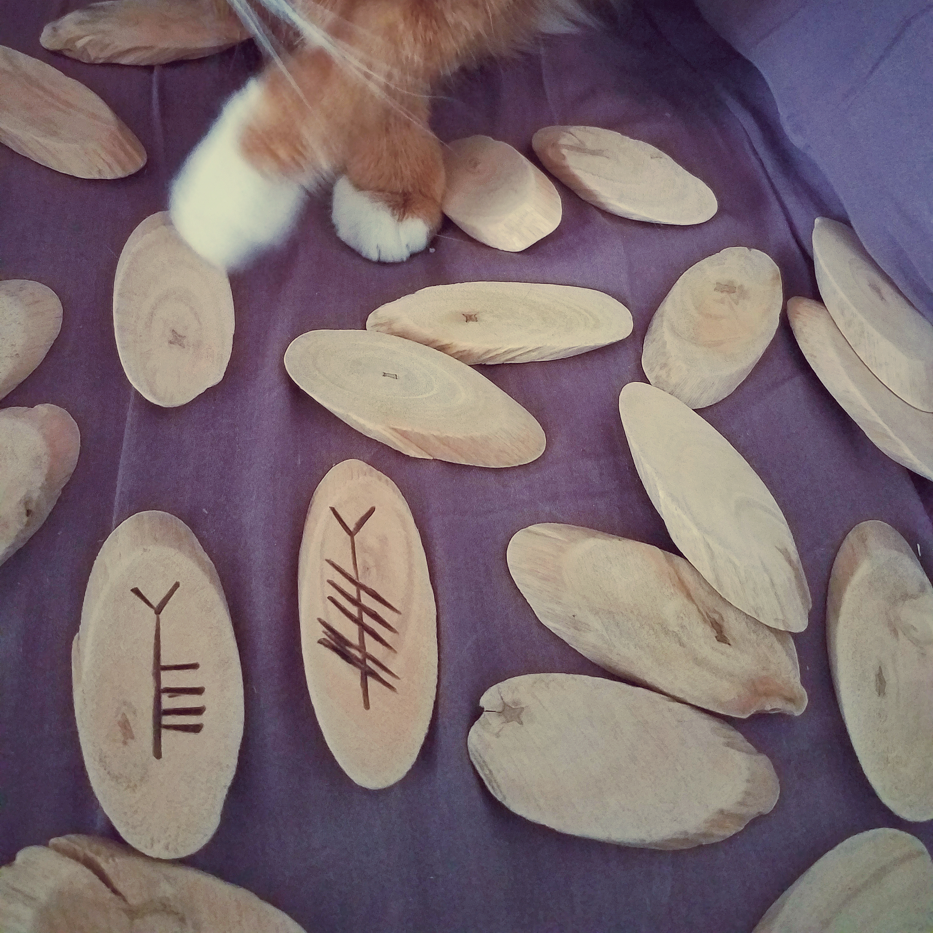 An orange cat paws at a set of driftwood Ogham staves,
