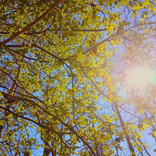 Holly branches in sunlight.
