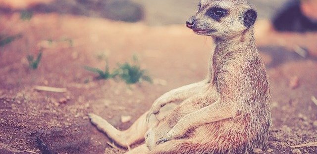 A sitting meerkat.