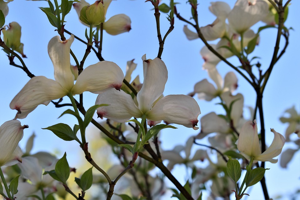 dogwood-4157242_960_720
