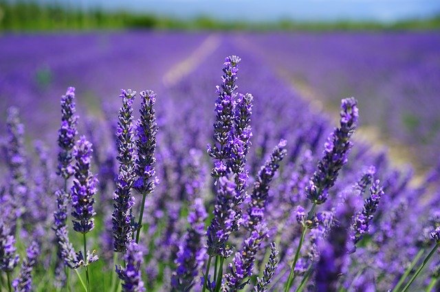 lavender-blossom-1595584_640