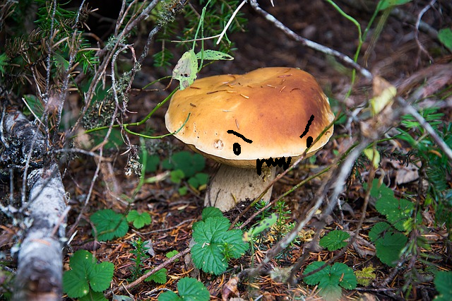 mushroom-1281733_640