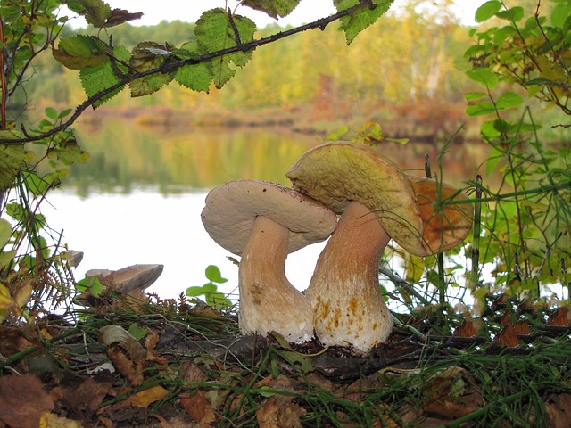white-mushrooms-2582319_640