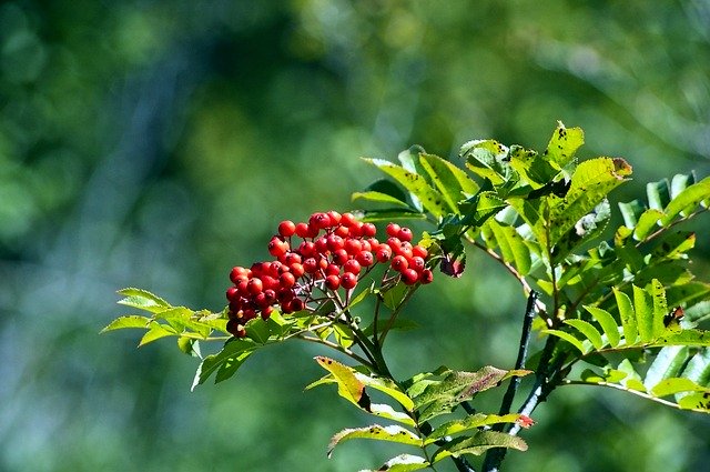rowan-berries-in-tetons-4054016_640