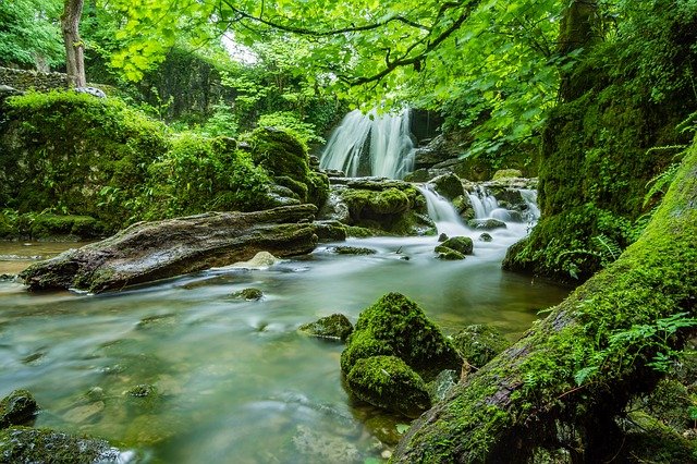 Ferns and mosses growing along a small waterfall.