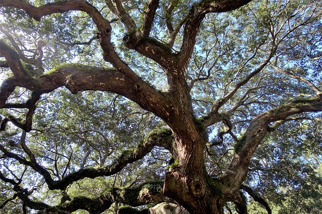 An old oak tree with twisted, spreading branches. 