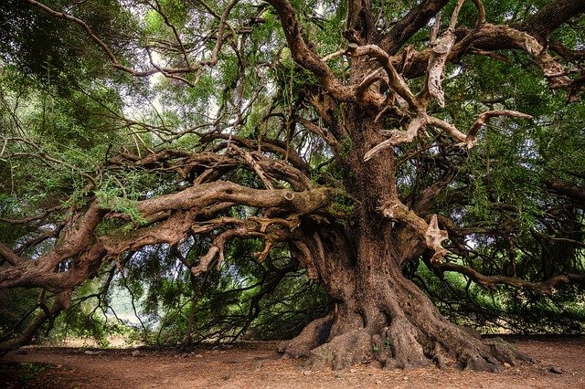 A gnarled old olive tree.