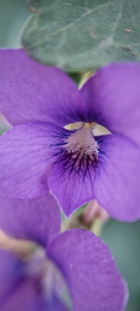 A close-up of violet flowers.