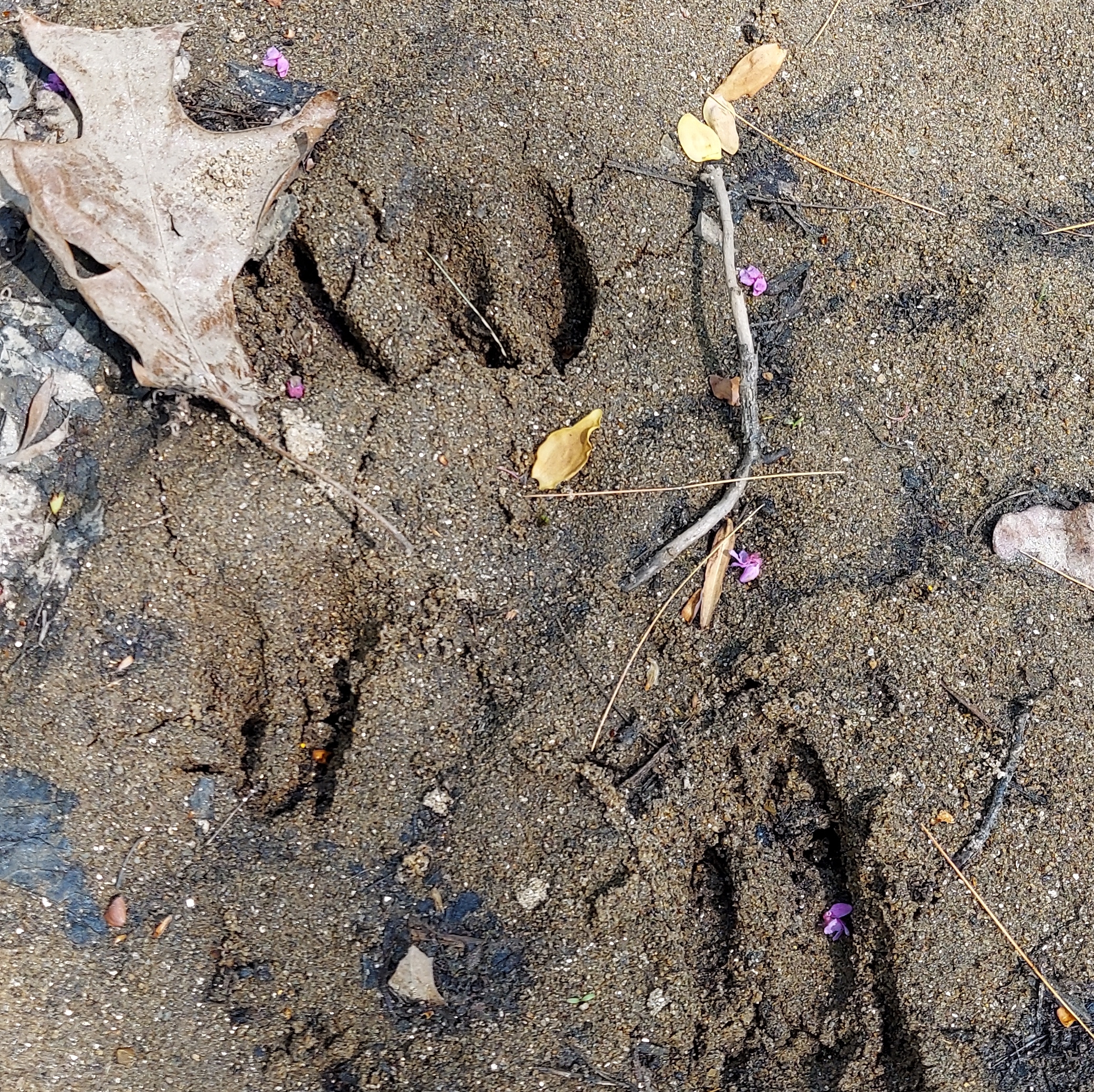 Deer tracks in sand.