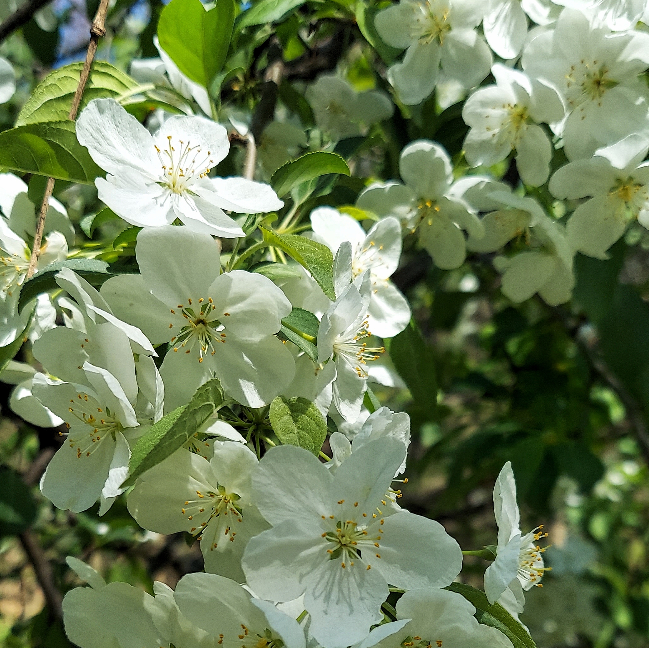 A close up of five-petaled white flowers on a tree, possibly apple blossoms.