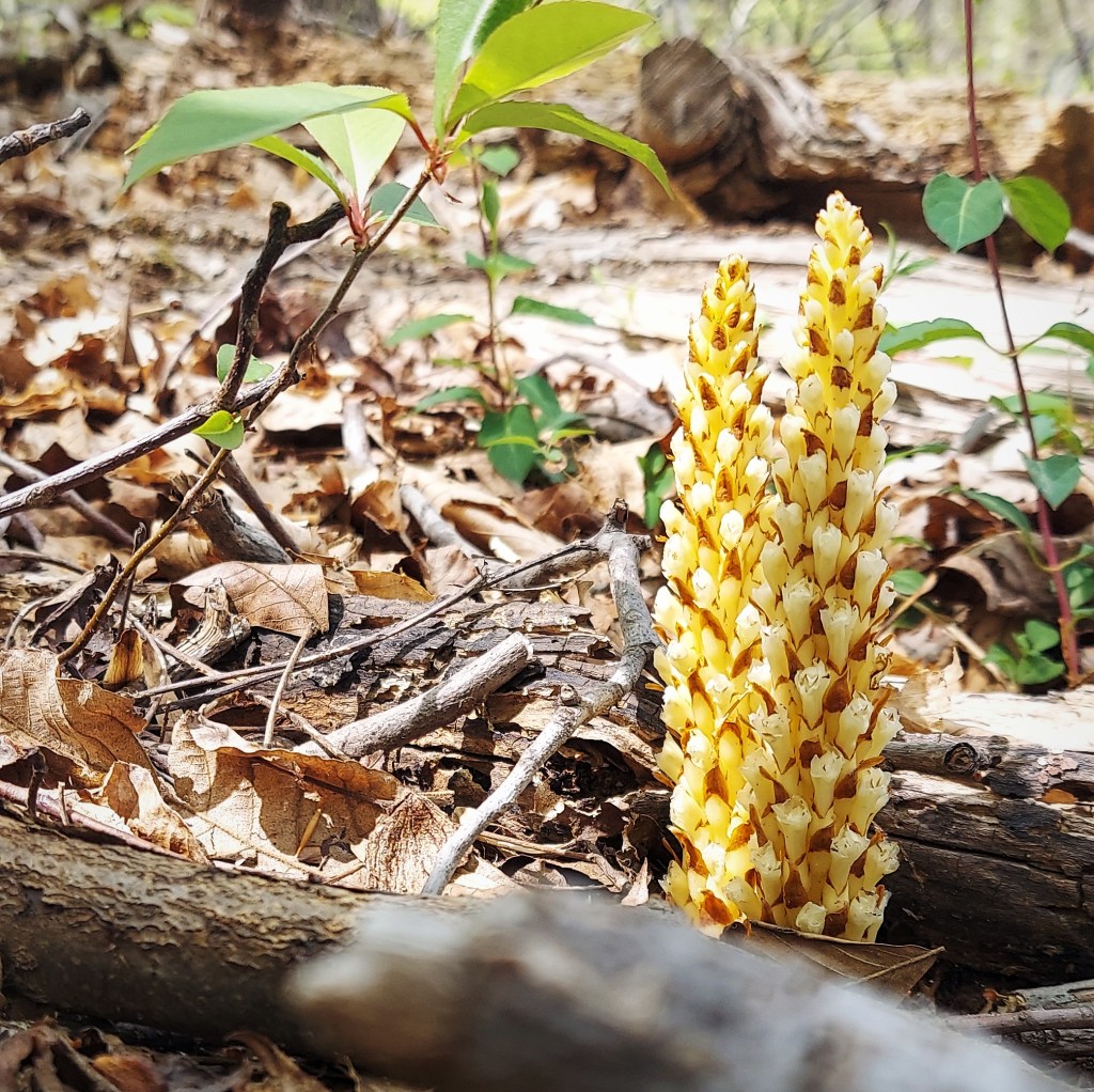 A cone-shaped inflorescence of bear corn.