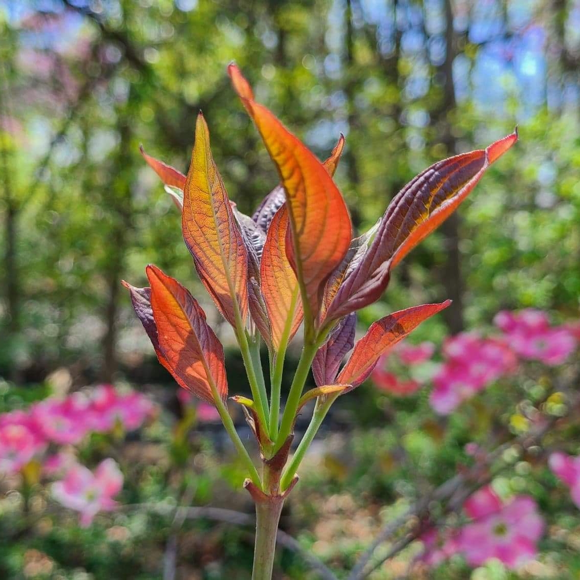 Some new leaves on a pink flowering dogwood tree.