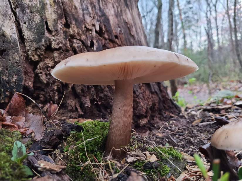 An underside view of the gills of a cream-colored mushroom.