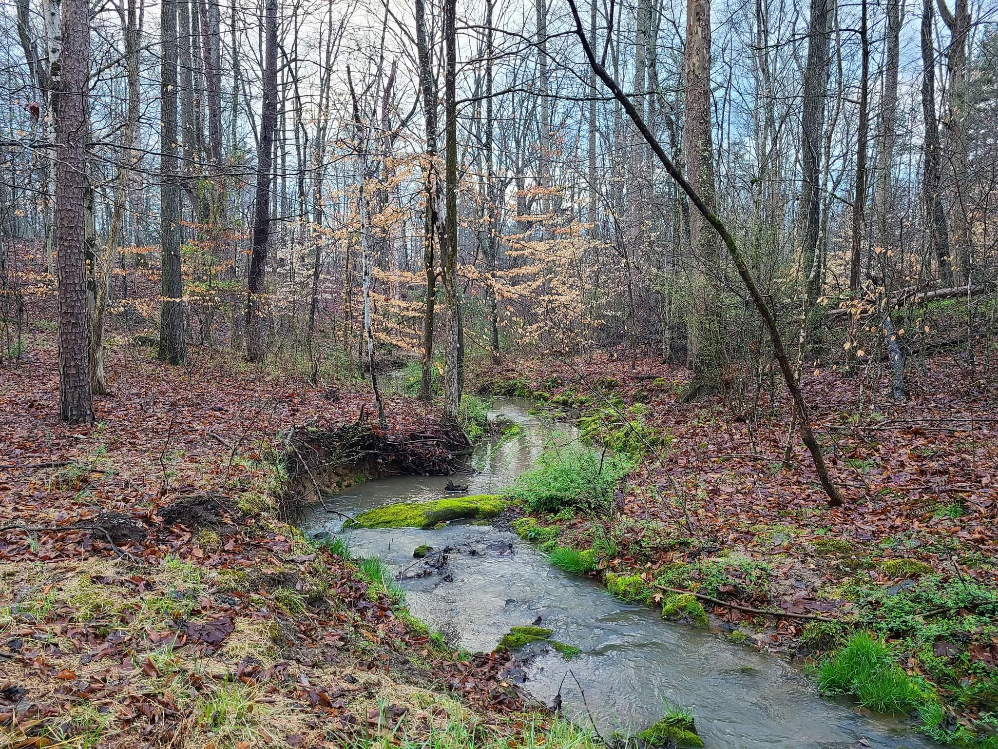A small stream running through a forest.