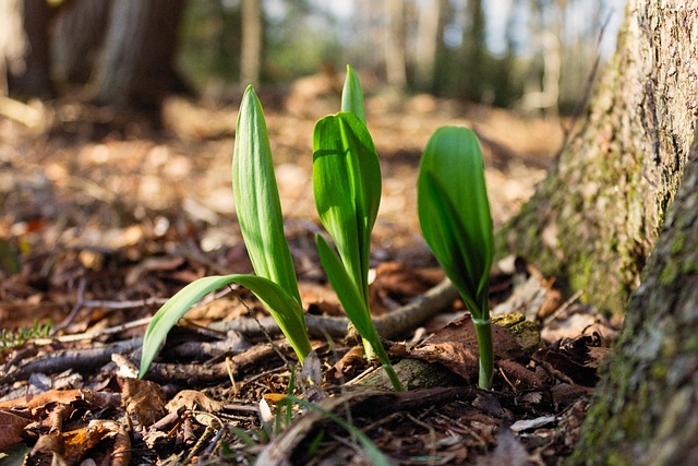 A cluster of wild leeks at the base of a tree.