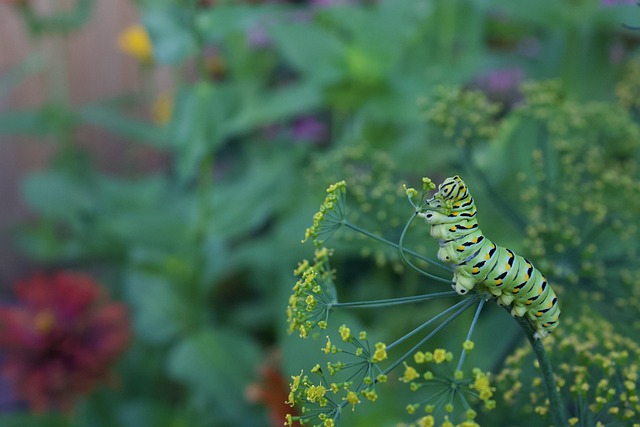 A swallowtail caterpillar crawling on a fennel flower.