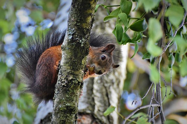A squirrel peers down from a branch.