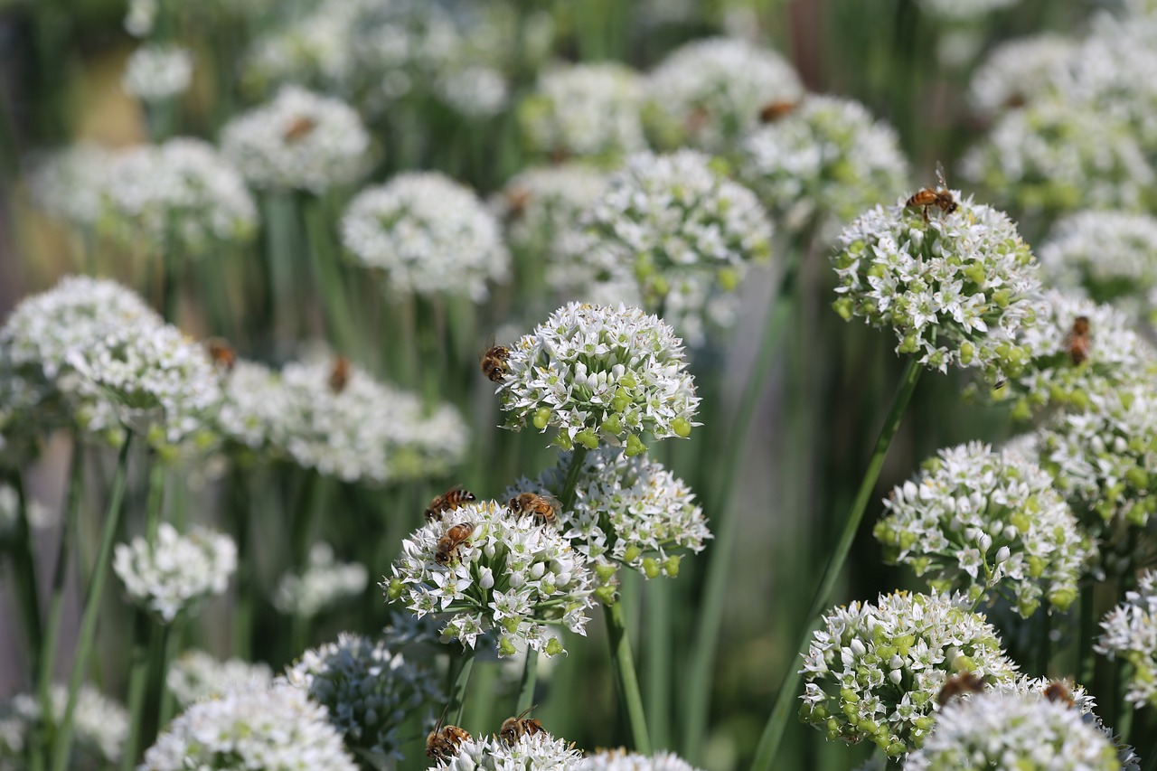 Bees on ornamental allium flowers. 