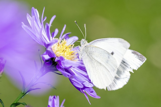 A degenerate insect on a pretty purple flower. 