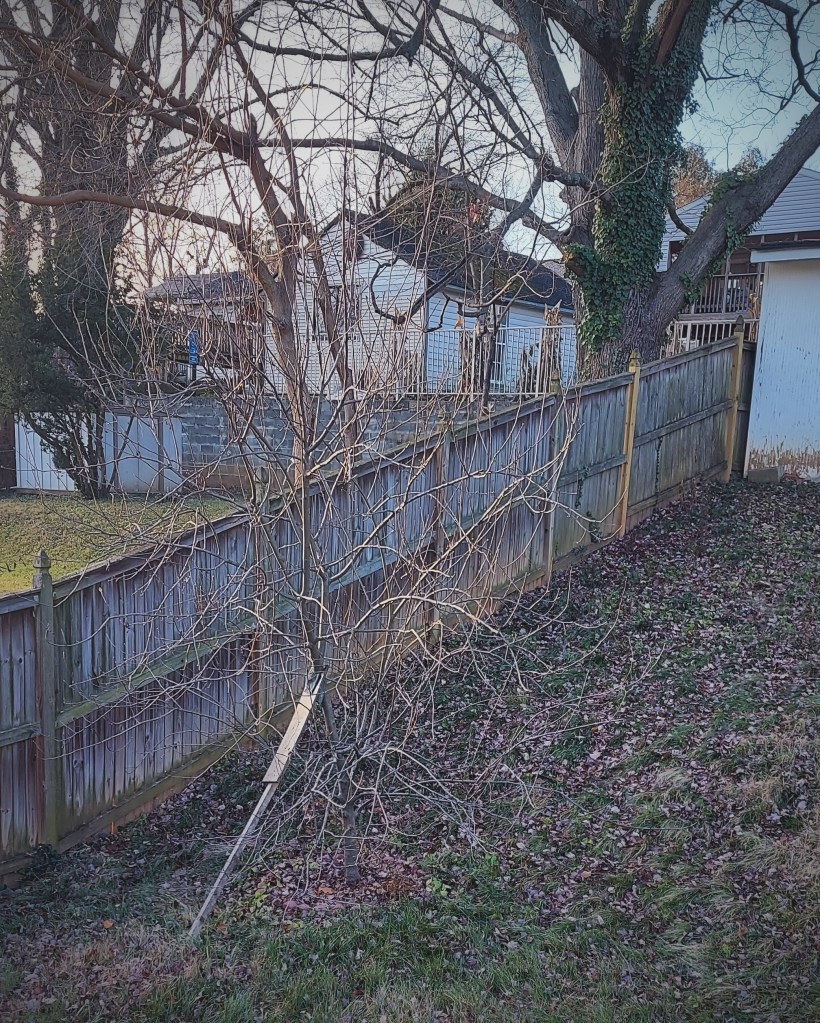 A dwarf apple tree that hasn't been pruned in years. It's winter, so the branches are bare. 