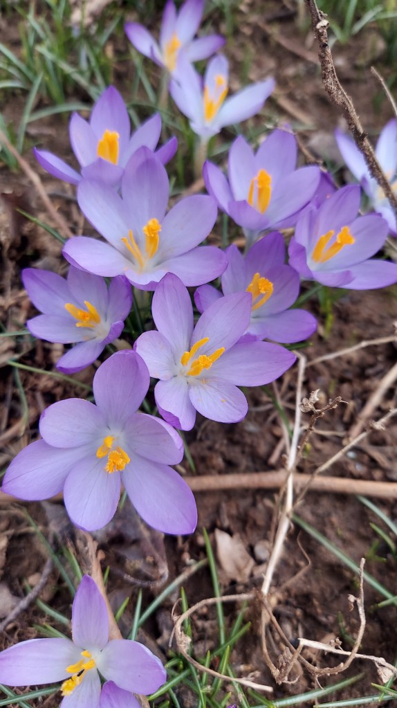 A small patch of purple crocus flowers.