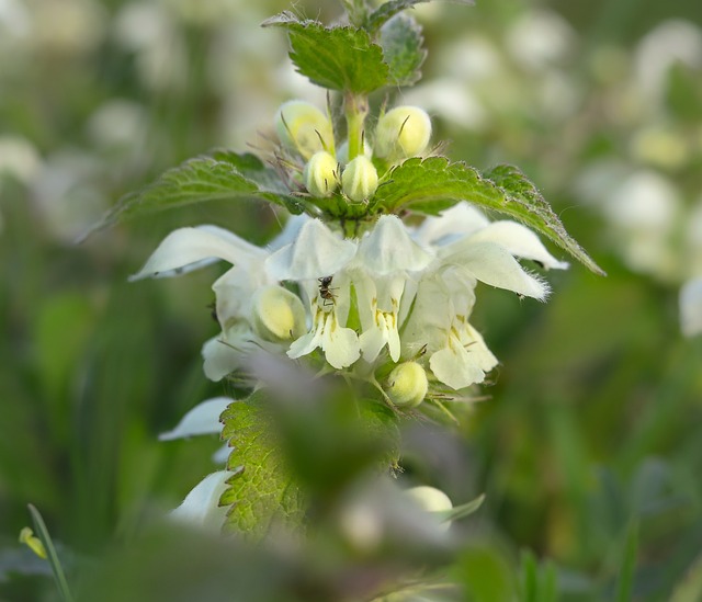 Some white dead nettle flowers. A small ant is crawling inside of one of them.