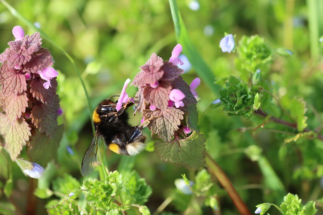 A bee enjoying some soft pink dead nettle flowers.