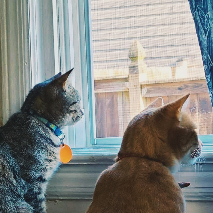 A large male orange tabby sits beside a much smaller female gray tabby. They look out of a window together. 