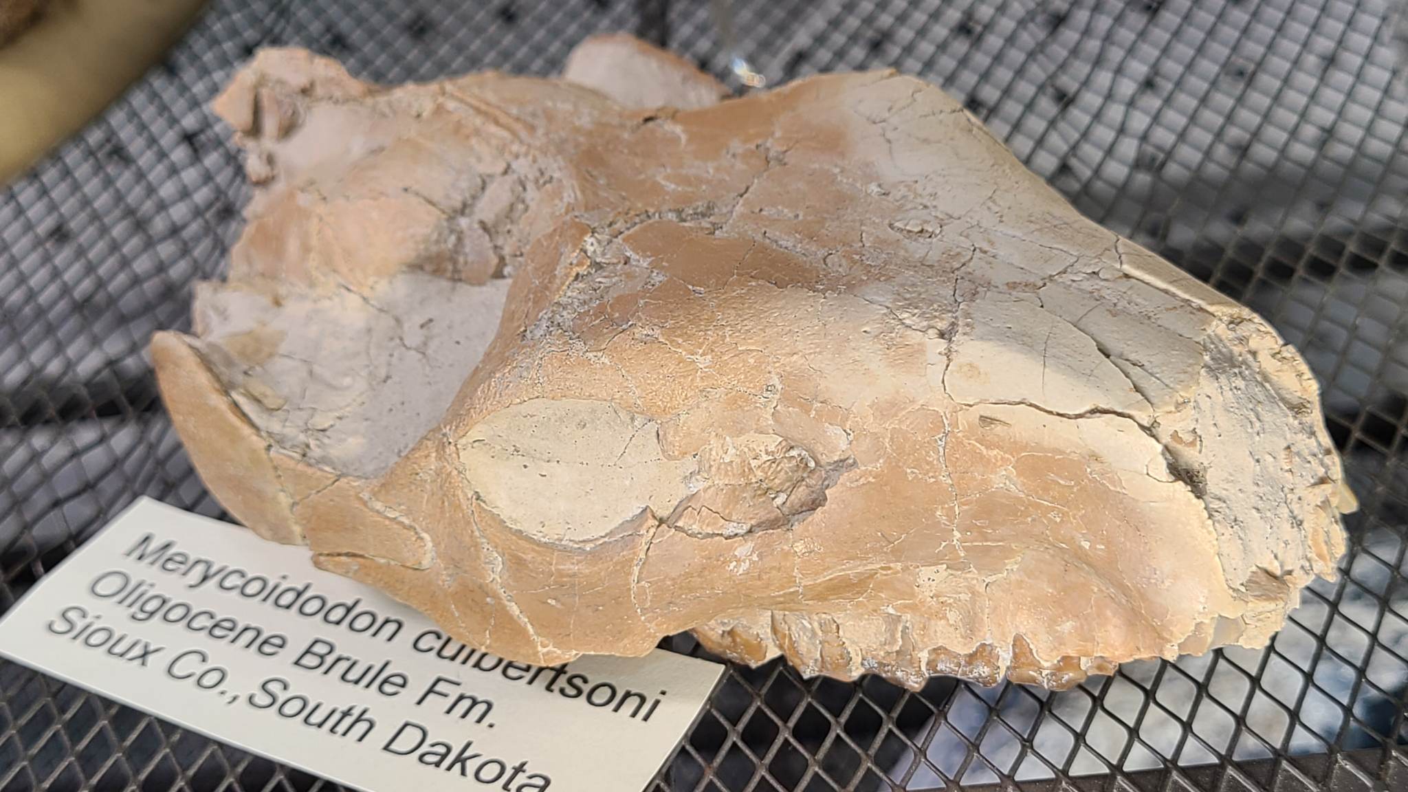 A fossilized skull of a Merycoidodon culbertsoni.