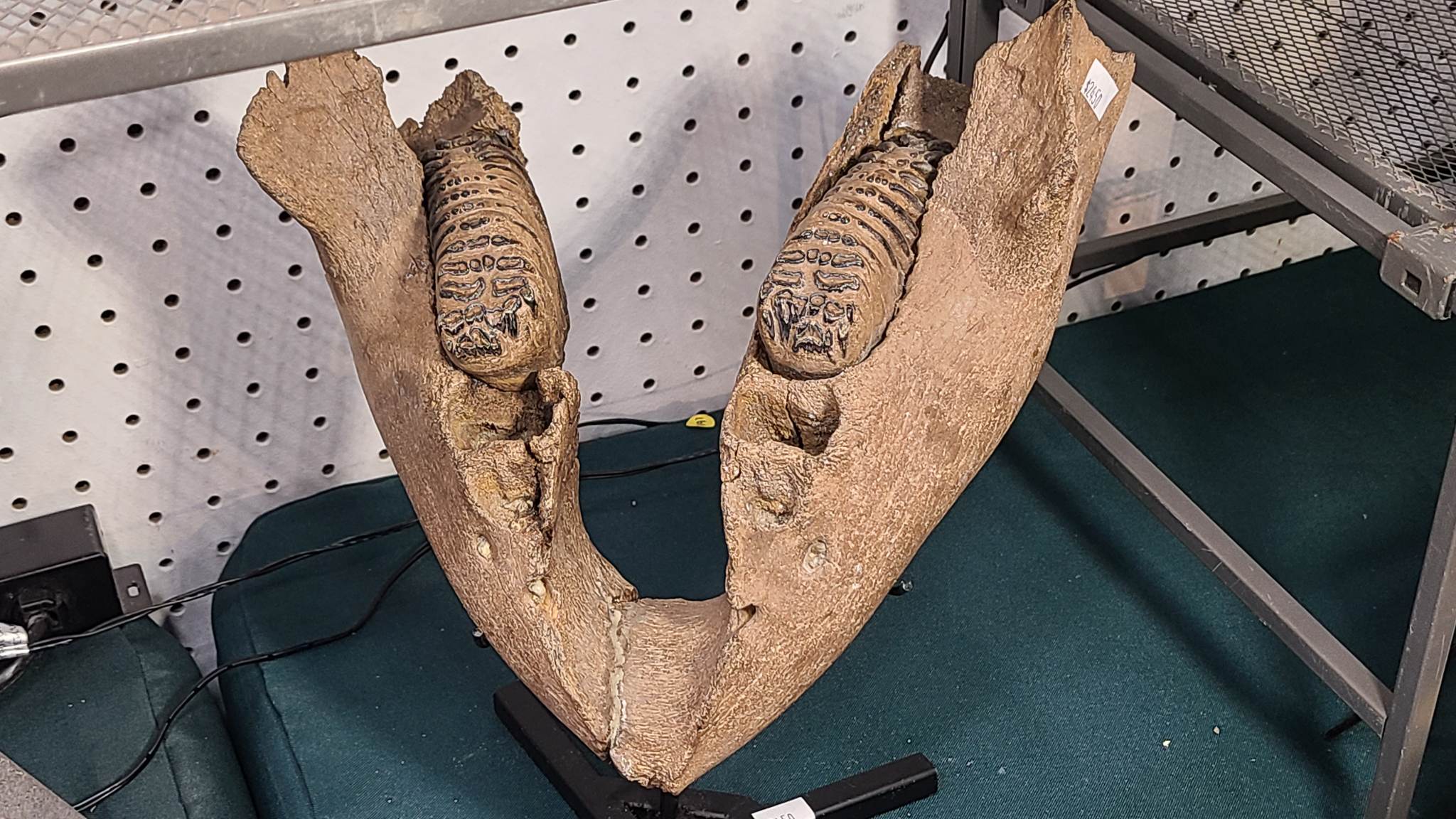 The fossilized jaws of something very large.