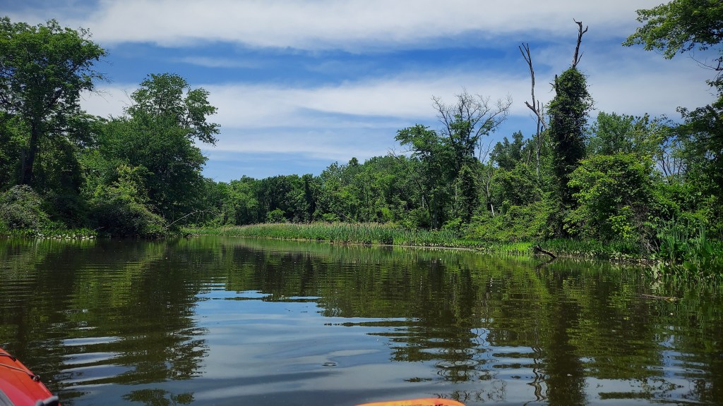A long section of river flows between stands of trees and lotus leaves. 