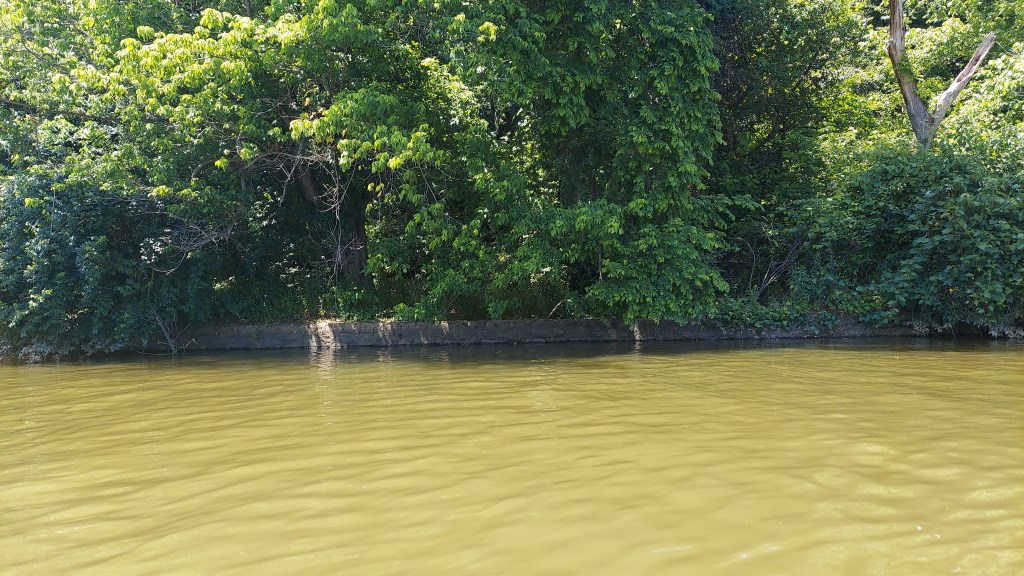 A low stone retaining wall sits partially submerged in a river. Tall trees and low-growing shrubs fill the space behind it. 