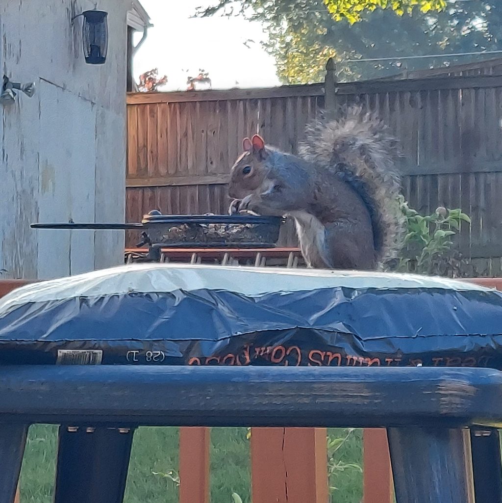 A squirrel sits on the railing of a deck, paws busily rummaging through a pile of nuts and seeds in a platform feeder. 