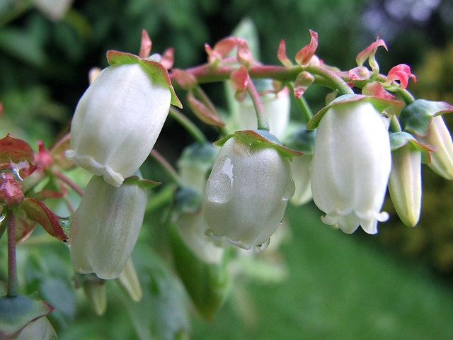 White, bell-shaped blueberry blossoms. 