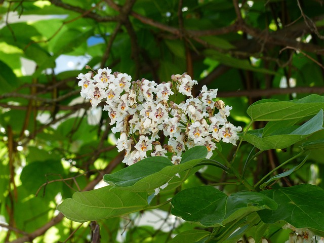 A cluster of white flowers growing on a branch with green, heart-shaped leaves.
