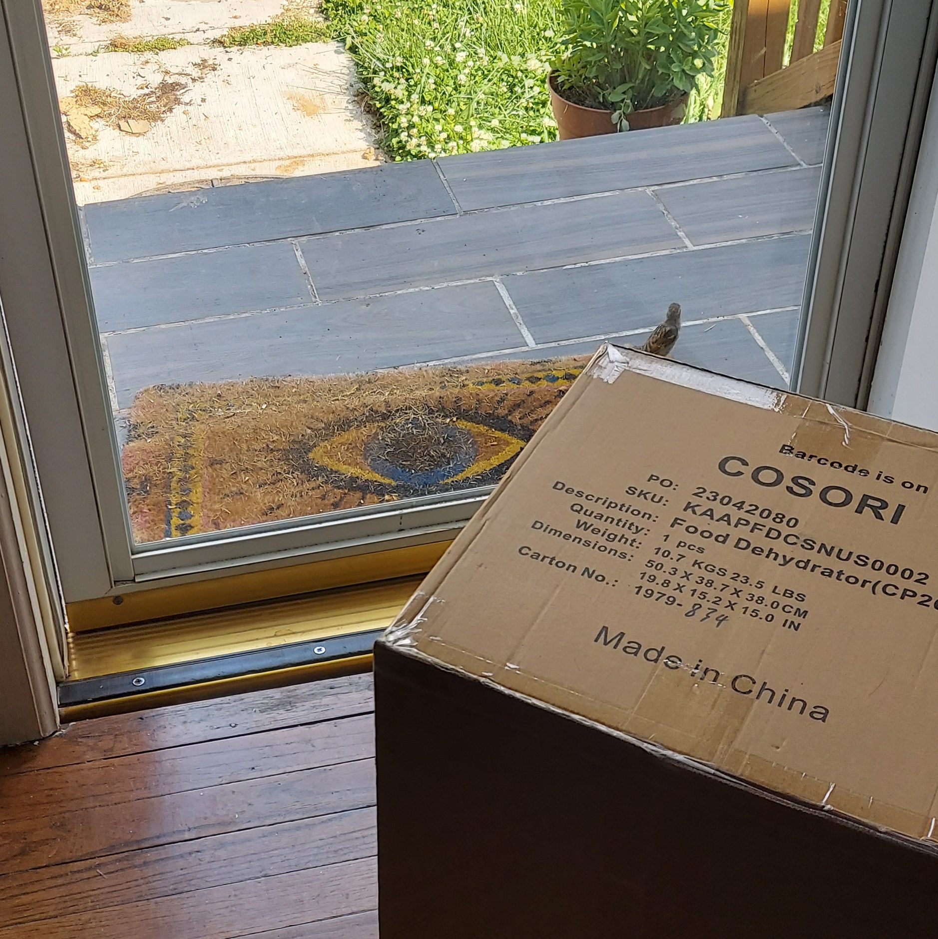 A view of a sparrow fledgling on a doormat, seen through a glass storm door.