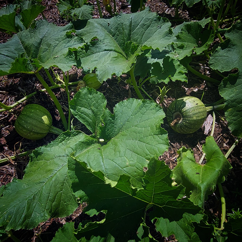 The same plant, now with round, speckled, green, pumpkin-like fruits. 