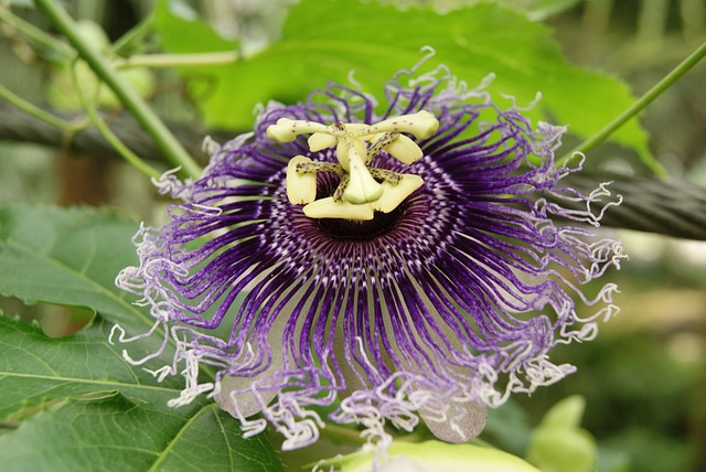 A fringy, bright purple Passiflora incarnata flower. 