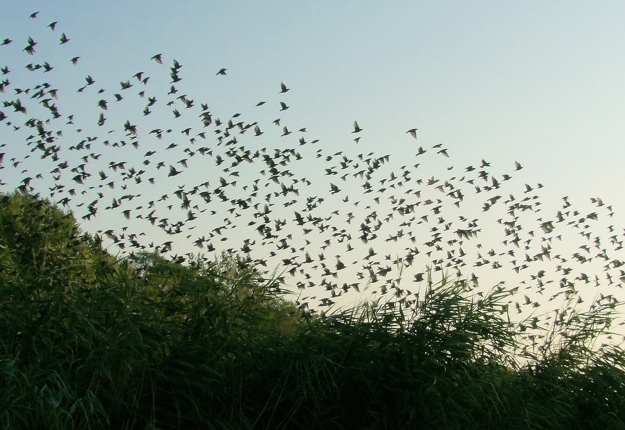 A murmuration of starlings.